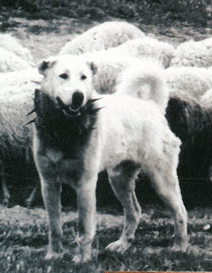cane da pastore turco Akbash con vraccale